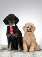 Funny poodles. Two poodles wearing bow and tie. Image taken in a studio.