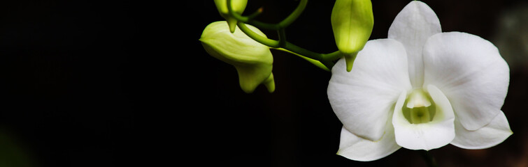 banner Size nature,orchid background © waraphot