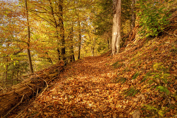 Hiking impression in the Black Forest along the Roetenbach in Autumn, Germany. Magical Autumn...