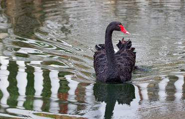 One beautiful black Swan floating on the lake surface