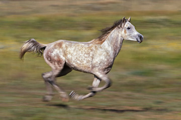 Obraz na płótnie Canvas horse at speed