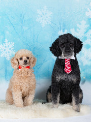 Funny poodles, wearing bow and tie with a snowy xmas background.