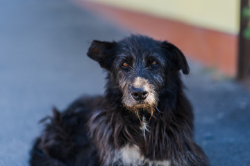 Old black homeless dog lies on street.