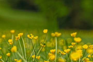 Bulbous Buttercup Wildflowers in bloom.