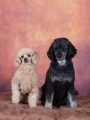 Two poodles in a studio with orange background.