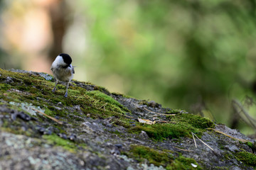 bird on stone