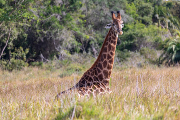 Giraffe 3