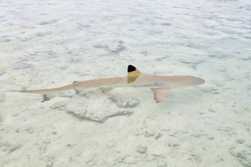 sharks in polynesia  the pink sands of the coastline