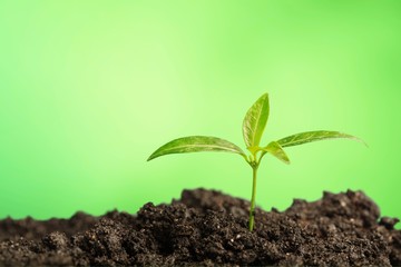 Growth of new life on  background