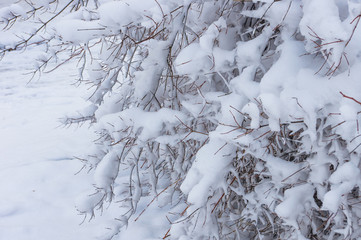 snow-covered branches and trees in the city park