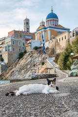 Naklejka premium Cat in the town Ermoupoli, island Syros, Cyclades, Greece