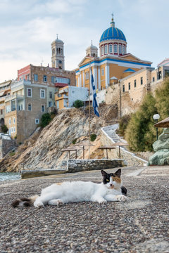 Cat in the town Ermoupoli, island Syros, Cyclades, Greece
