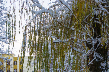 snow-covered branches and trees in the city park