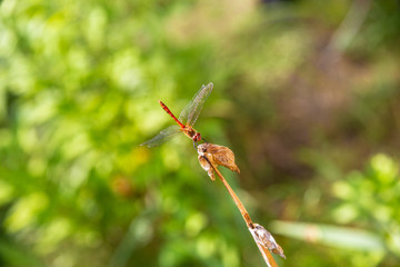 dragonfly on a leaf