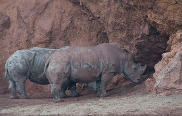 Obraz premium Rinocerontes entrando en su cueva