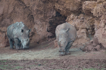 dos rinocerontes en su hábitat natural