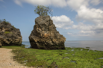 Beautiful green moss covers the rocks at low tide and the lone rock with a tree growing on it at Bingin Beach in Bali, Indonesia