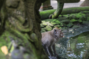 Cute monkey by the pond at the Ubud Monkey Forest Temple in Bali, Indonesia