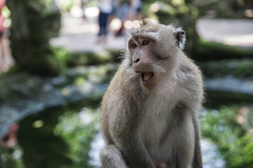 Funny monkey face at the Ubud Monkey Forest Temple in Bali, Indonesia
