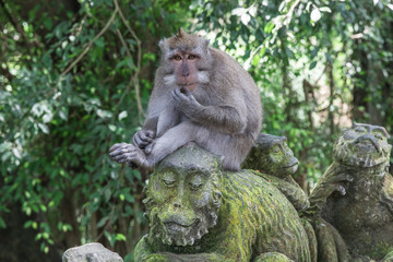 Monkey hanging out on top of a statue at the Ubud Monkey Forest Temple in Bali, Indonesia