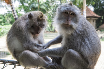 Two monkeys grooming each other at Ubud Monkey Forest Temple in Bali, Indonesia