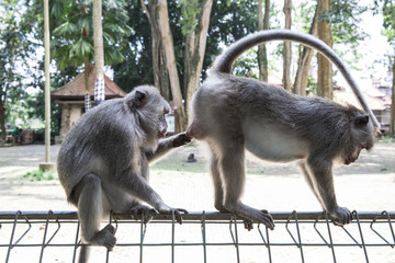 Monkey grooming each other at the Ubud Monkey Forest Temple in Bali, Indonesia