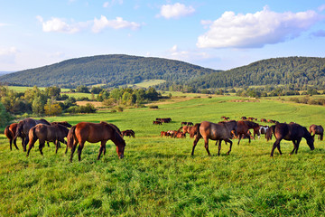 Horses grazing on field over grass, Low Beskids (Beskid Niski), Poland - obrazy, fototapety, plakaty