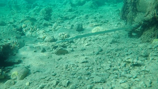 The bluespotted cornetfish this very long and thin reef predator is haunting and eating small fish, crustaceans and squid
