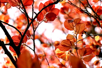 Soft blurred copper beach foliage. Spring nature background in red purple coloures.