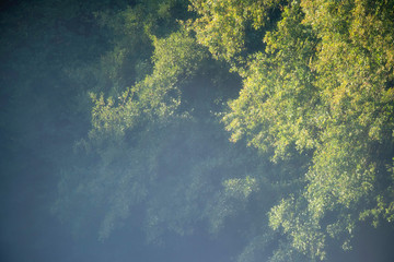 Leaves of trees in sunlight on foggy morning.