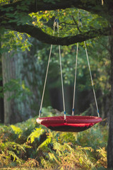 Swing hangs on tree in autumn forest.