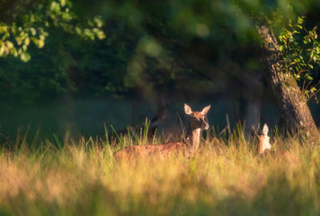 Female red deer in morning light in tall grass.