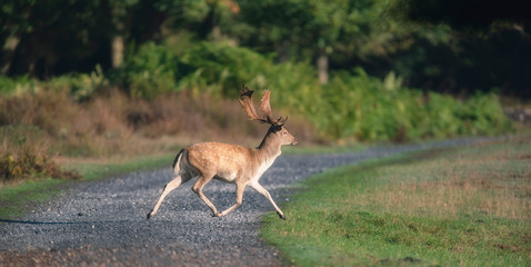 Naklejka na ściany i meble Fallow deer buck running over pathway.
