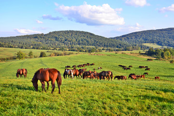 Fototapeta na wymiar Horses grazing on field over grass, Low Beskids (Beskid Niski), Poland
