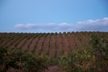 Fototapeta na wymiar grandes extensiones de viñedos