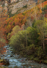Fototapeta na wymiar River and trees in Autumn (Ordesa National Park - Monte Perdido).Nature elements concept