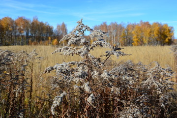 field, flowers, nature, autumn