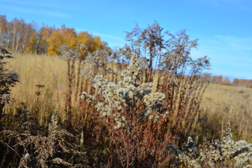 field, flowers, nature, autumn