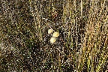 field, flowers, nature, autumn