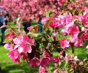 Paradise apple trees in bloom in spring