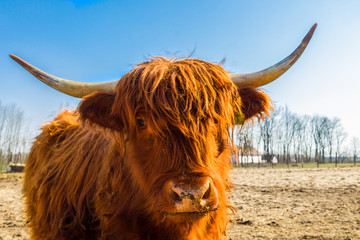 Highland cattle