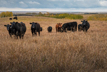Cattle near Beiseker, Alberta in Canada