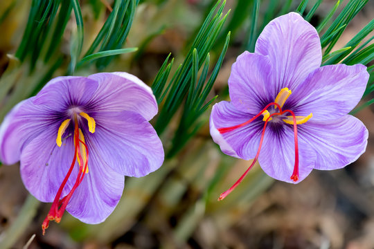 Saffron crocus sativus purple flowers