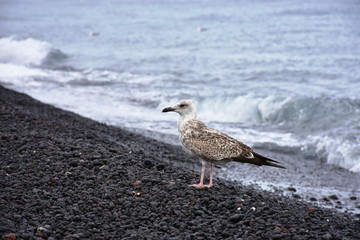 seacoast of Stromboli island,Italy
