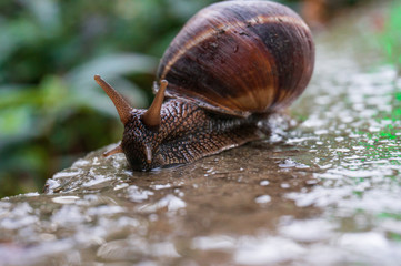 Big snail on a wet stone close up