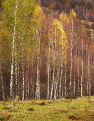 Autumn forest landscape in the Romanian Carpathians, Europe