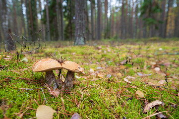 Edible mushrooms growing in the forest