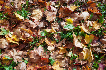 Green grass strewn with yellow maple leaves