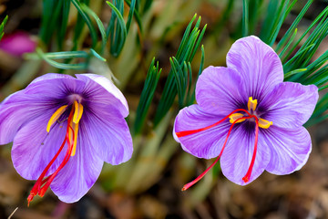 Saffron is a spice derived from the flower of Crocus sativus.. It is among the world's most costly...
