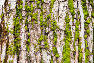 Obraz premium Tree bark covered with moss closeup texture